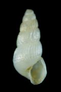 Chrysallida&nbsp;multicostata